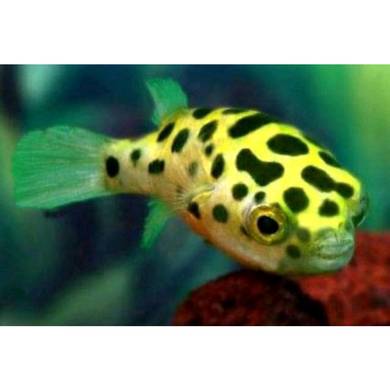 ikan hias Buntal   air tawar