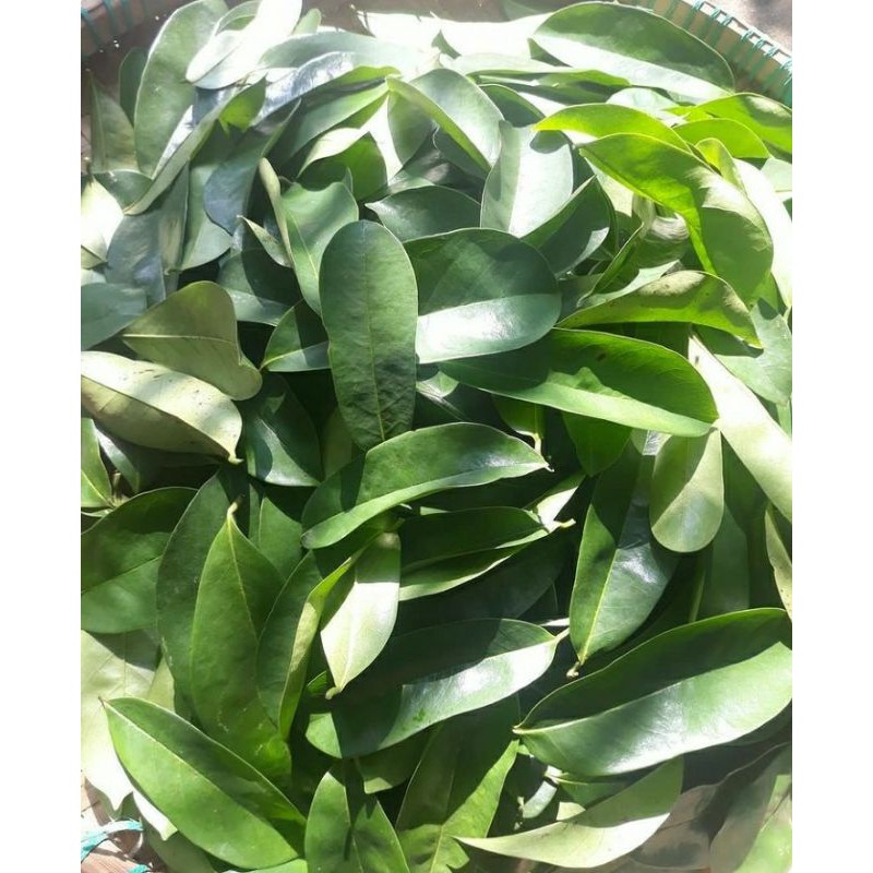 

Daun sirsak segar di petik langsung dari pohonnya