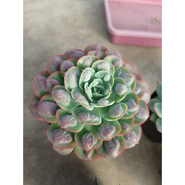 tanaman hias raindrop xtra jumbo size pot 12