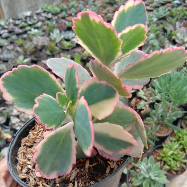 Sekulen kalanchoe pink