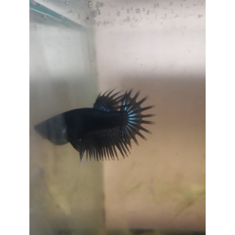 ikan crowntail/ct black orchid