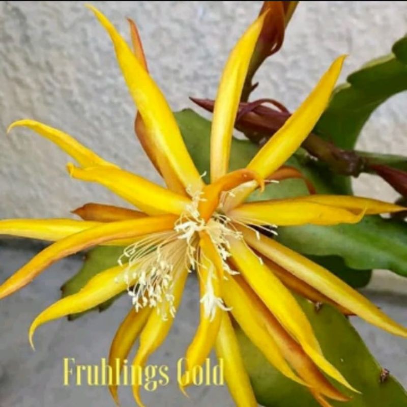 Wijaya kusuma bunga gold mudah Hybrid - Bibit wijaya kusuma - Tanaman hias