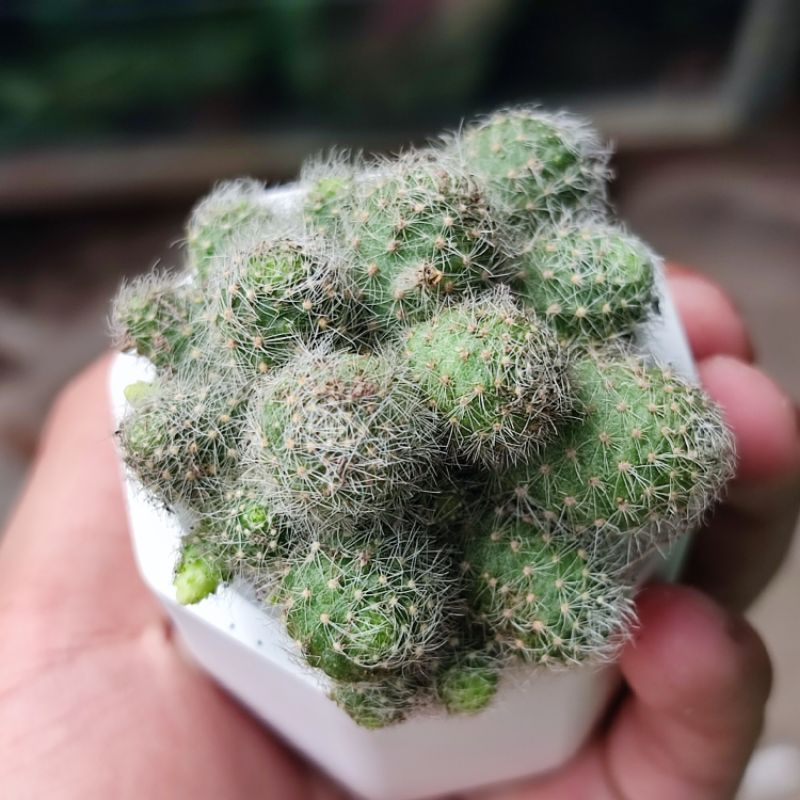 Kaktus Rebutia Pulvinosa