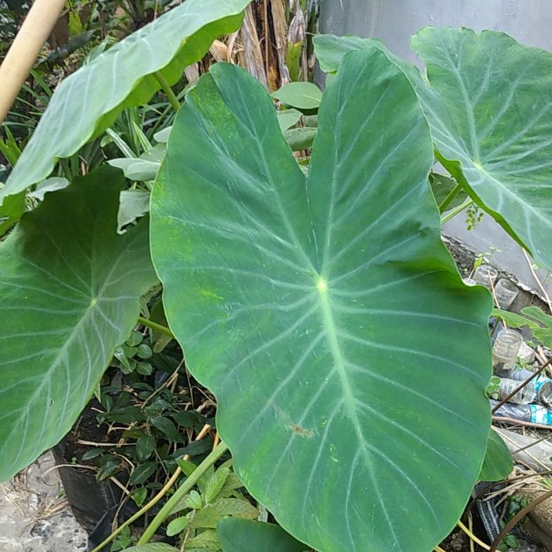 

Daun Talas Keladi petik segar 25 lbr