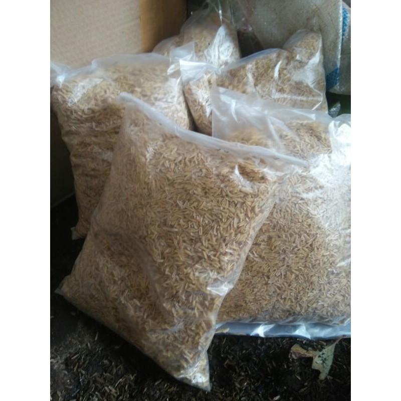 sekam kulit padi sekam mentah