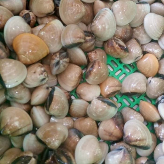 

KERANG KEPAH HIDUP (LIVE) PER KG