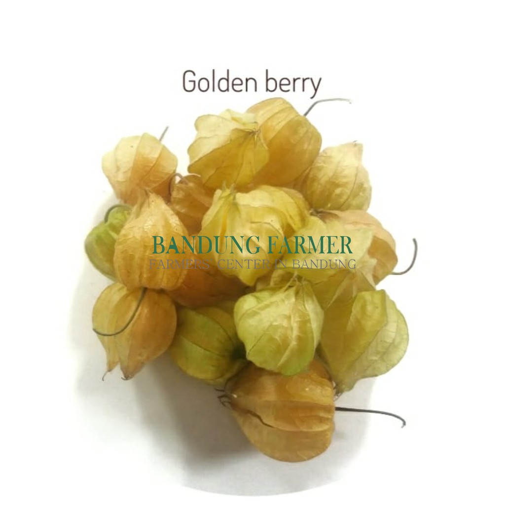 

Ciplukan Murah 1kg -Cecenet - Golden berry From Bandung