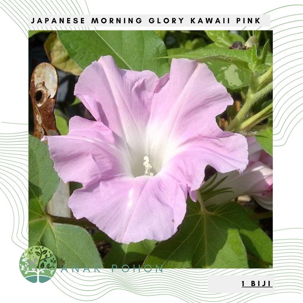 Benih Bibit Biji - Japanese Morning Glory Kawaii Light Pink Flower Seeds