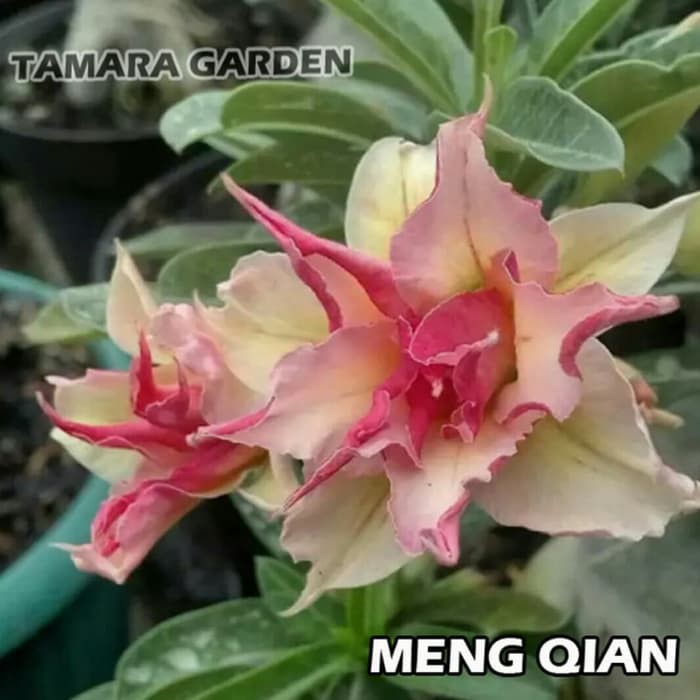 

Bibit Bunga Kamboja Adenium Meng Qian