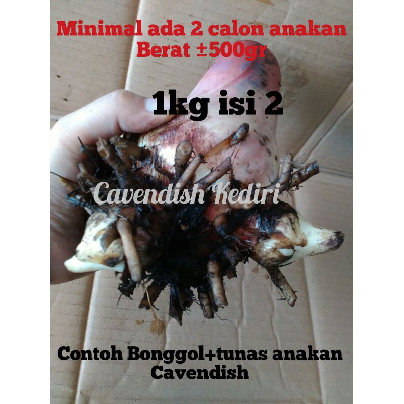 Bonggol pisang / Bibit pisang cavendish / Tunas anakan pisang  / Cavendish Grand nain / 1kg isi 2