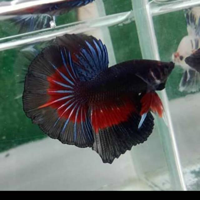 Halfmoon rostail big ear