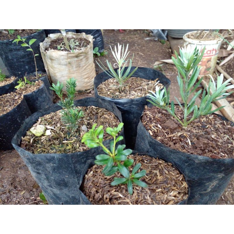 1 paket 4jenis lohansung impor ori blue ice.mutiara.airbrush.varigata