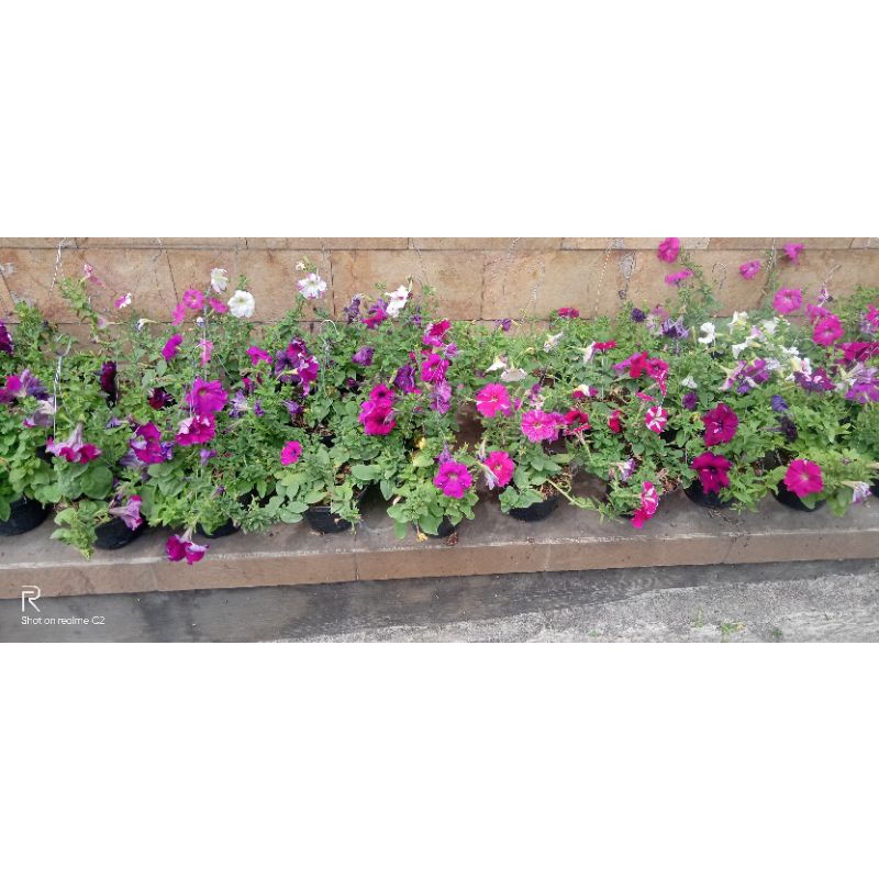 bibit tanaman hias gantung bunga petunia