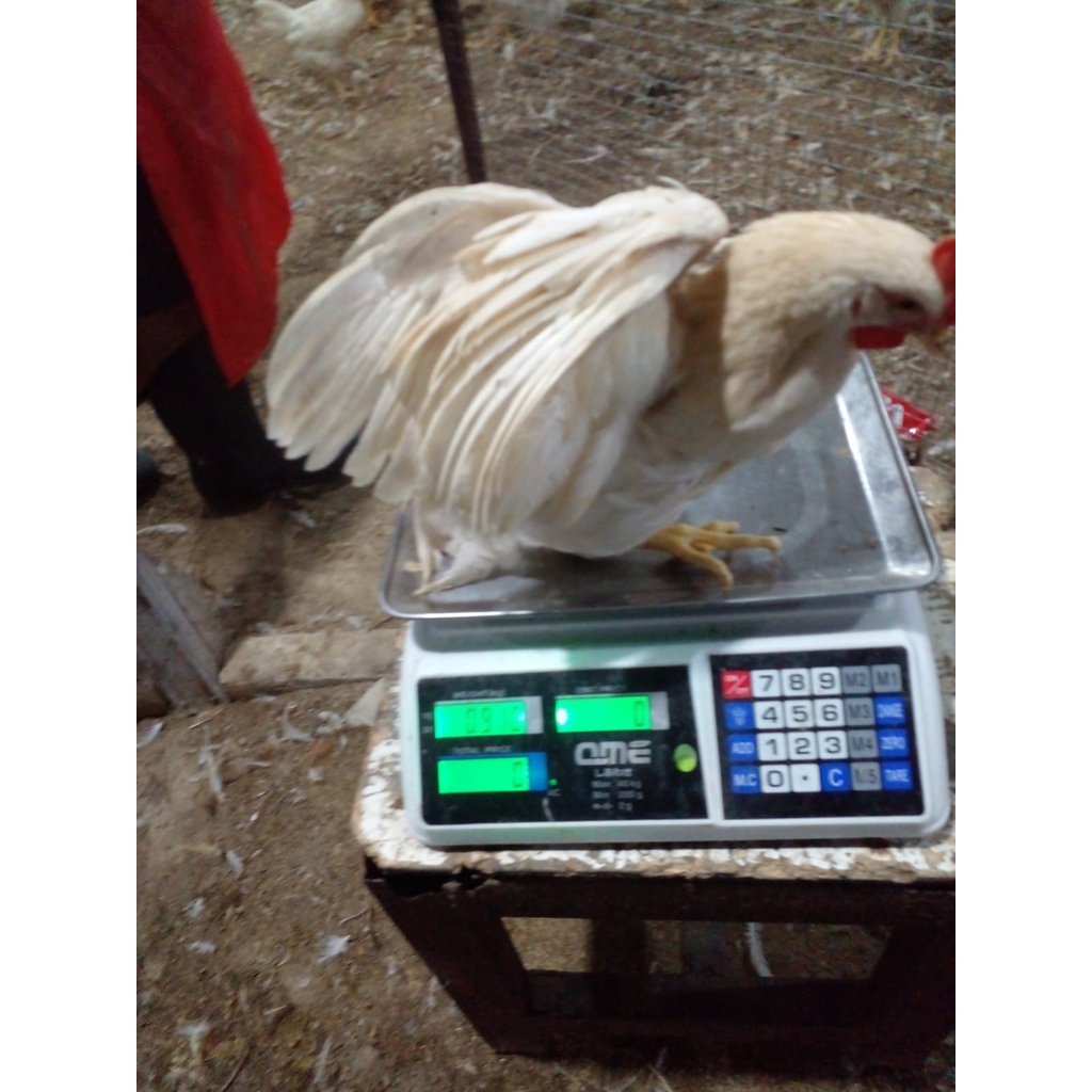 

Ayam pejantan karkas FROZEN 600gram Uk hidupnya 0.9kg/ayam pejantan murah/ayam pejantan idup/