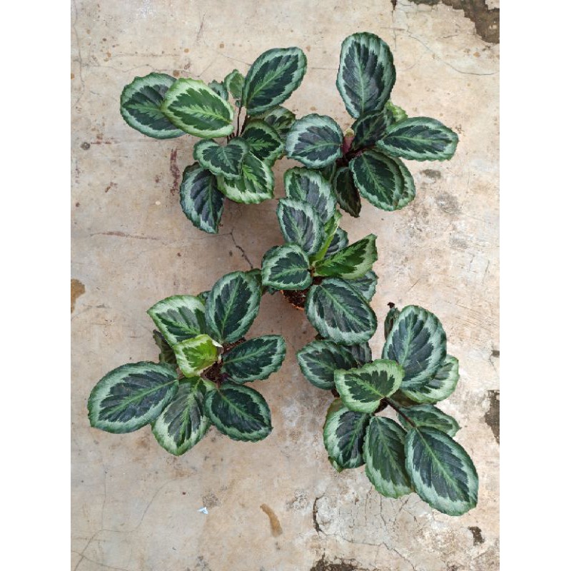 Calathea Marion / Calathea Anakan Marion