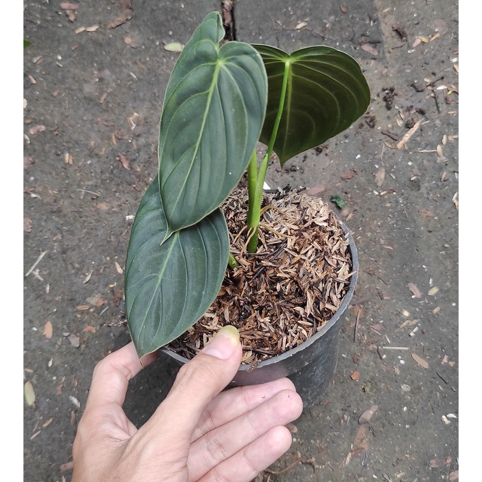 Philodendron Melano Melanochrysum / Philodendron Melano / Philo Melano