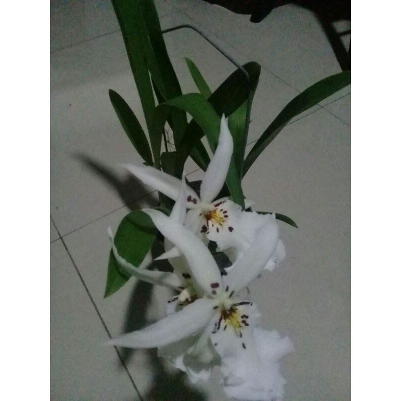 Anggrek oncidium white fairy