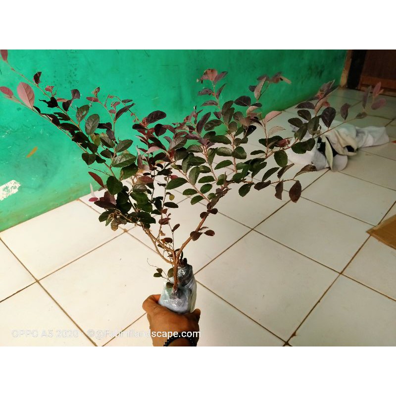Bibit Bonsai Serut Merah 5pcs - Tanaman Hias serut merah
