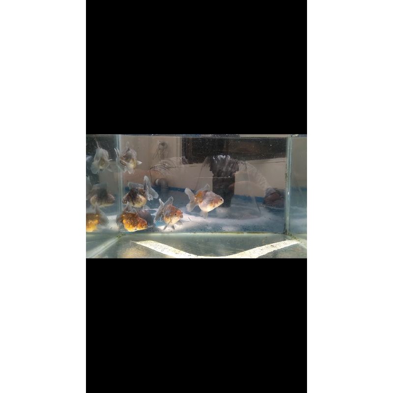 ORANDA CALICO SHORT BODY ROSETAIL