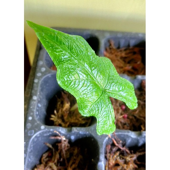 alocasia jacklyn baby 1 daun kecil