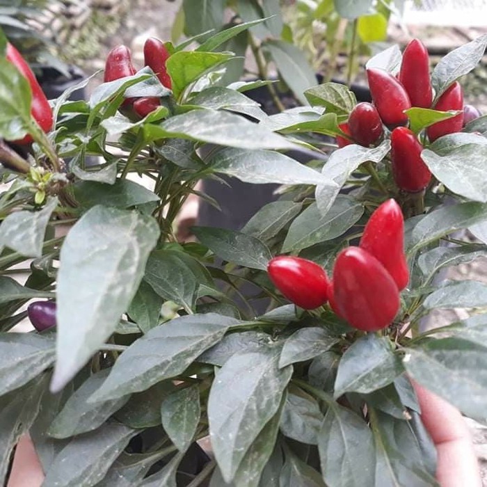 Benih Bibit Biji - Cabai Maya Mambo Red Purple Ornamental Cabe Rainbow Pepper Seeds