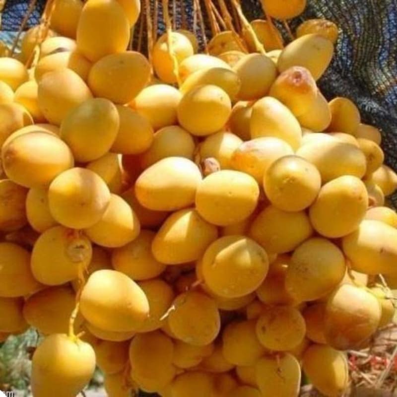 Bibit kurma tropis indonesia termurah