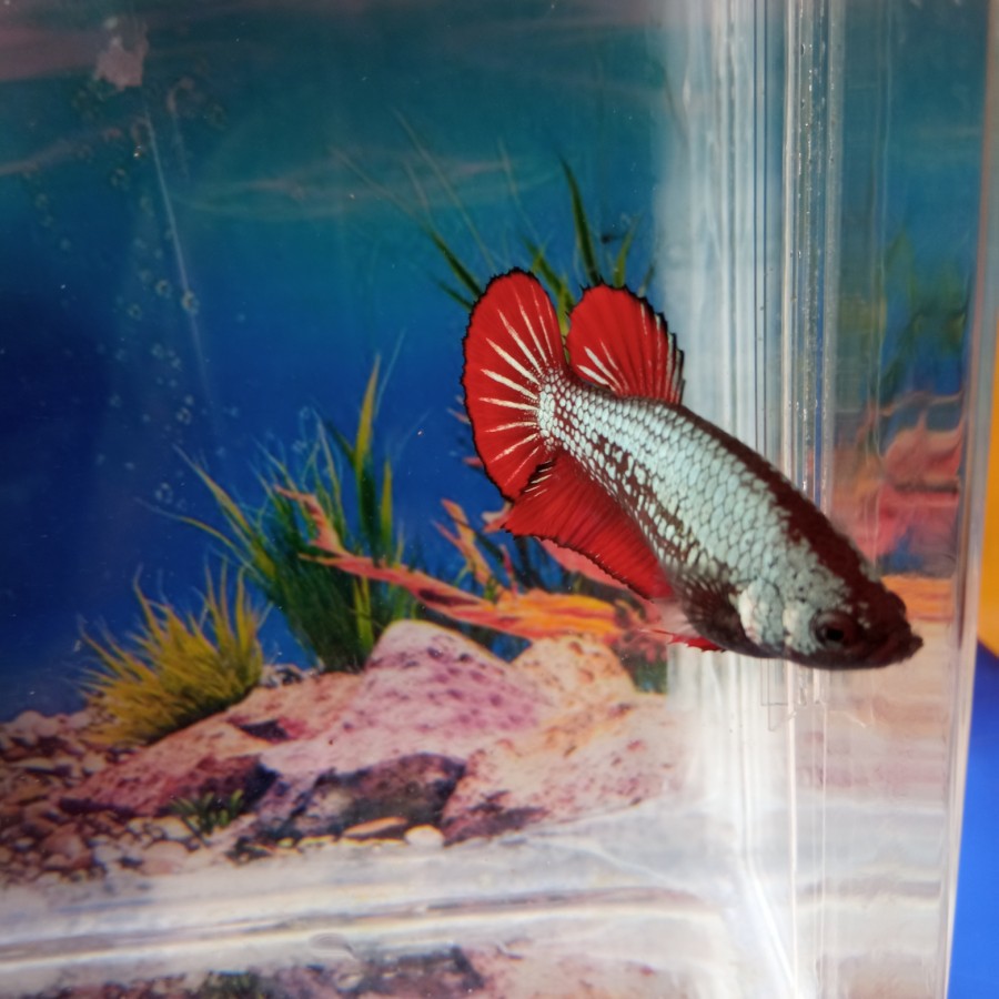 Terlaris Ikan Cupang Red Samurai Female/Betina