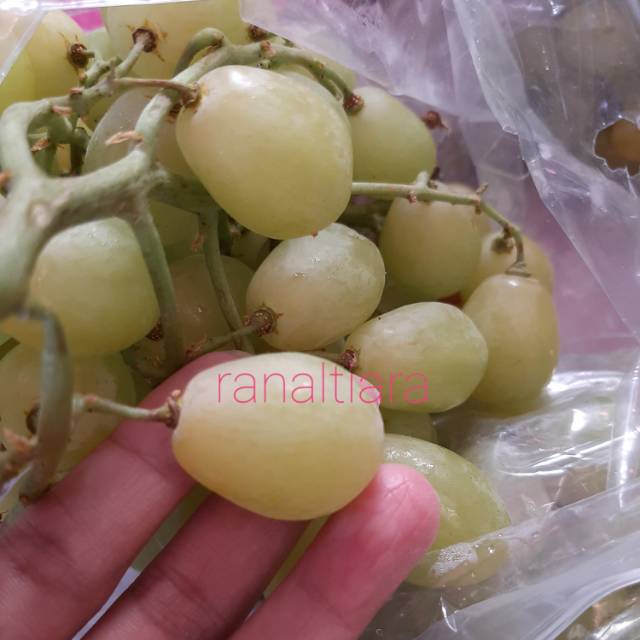 Anggur Autumn Crisp