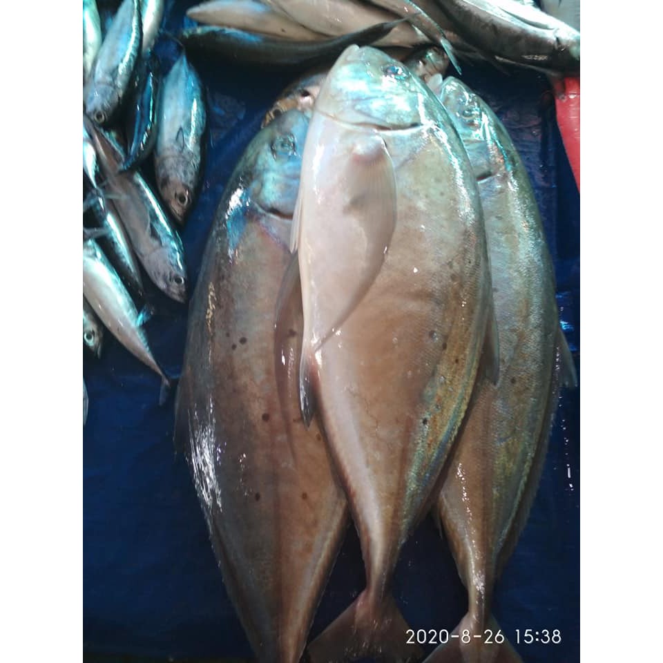 

Ikan Simba Potong potong Fresh harga Hemat