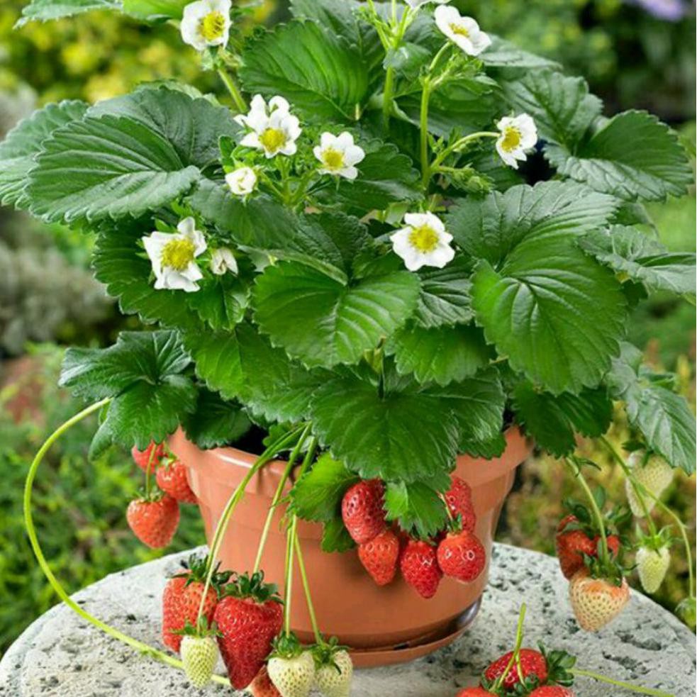 Freong Bibit Buah Strawberry Earlybrite Import @_@