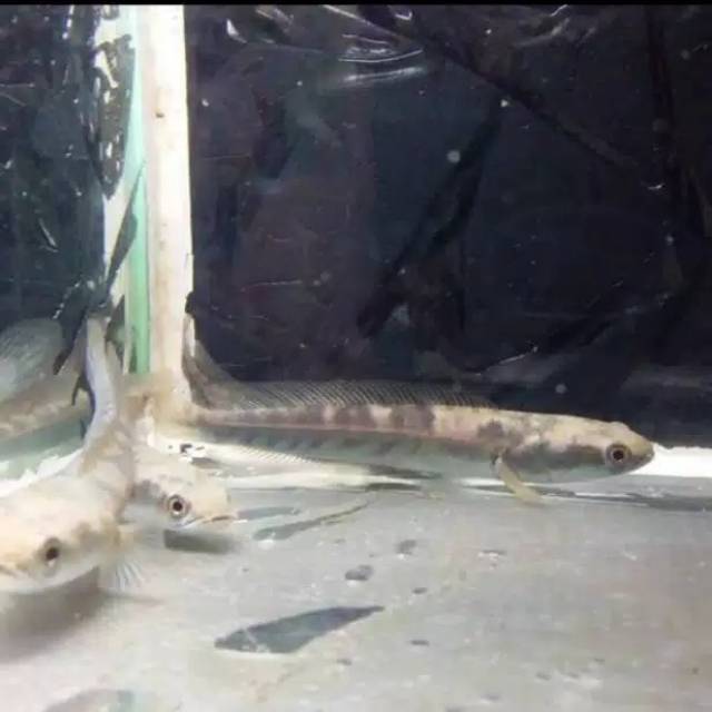 

Jual ikan chana blue maru