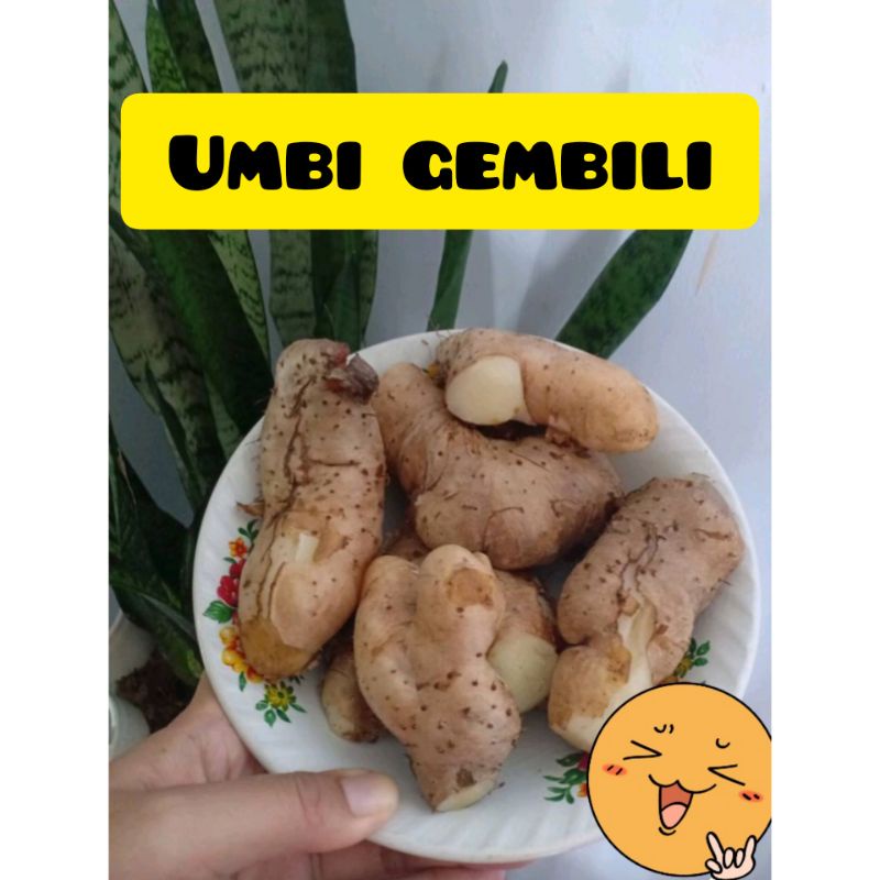 Umbi Gembili 1Kg