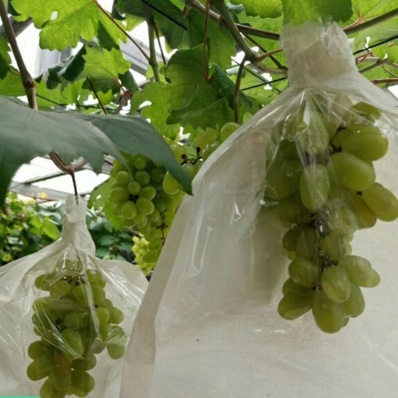 FRUIT COVER TRANSPARAN