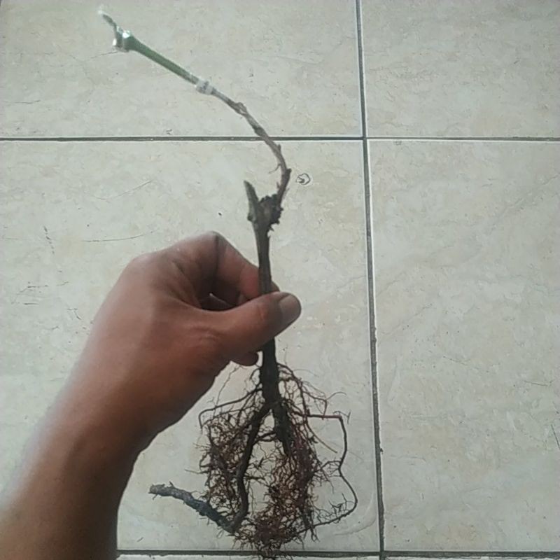bibit anggur sambung pucuk import 2 batang
