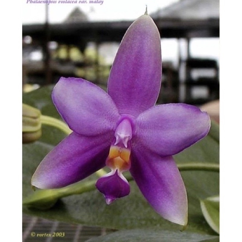Anggrek Phalaenopsis Violacea Jumbo Dewasa | Anggrek Bulan | Anggrek Bunga Harum