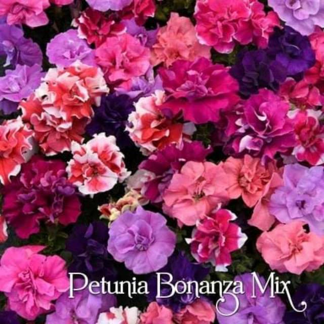 BUNGA PETUNIA TUMPUK MIXED 10 Benih