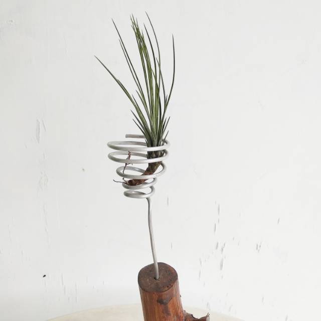 Tillandsia Juncealata/tillandsia/airplant/tanaman tanpa media/tanaman udara/tanaman minim perawatan