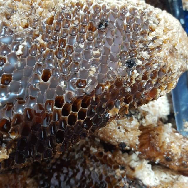 

MADU HUTAN ASLI KALIMANTAN