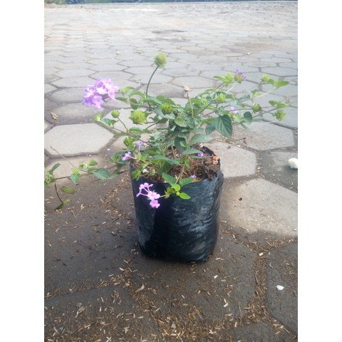 Bibit Tanaman Bunga Hias Lantana Pink