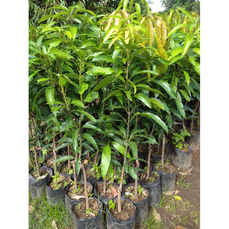bibit mangga irwin tinggi 1 meter up