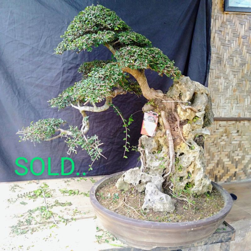 Bonsai Ulmus Mikro On The Rock Siap Pajang