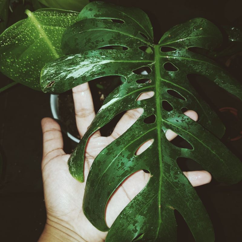 Monstera Variegata King Deliciosa