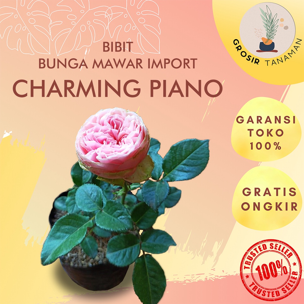 Tanaman Hias Bunga Mawar Impor Hidup Bunga Mawar Charming Piano Bunga Besar Dan Wangi