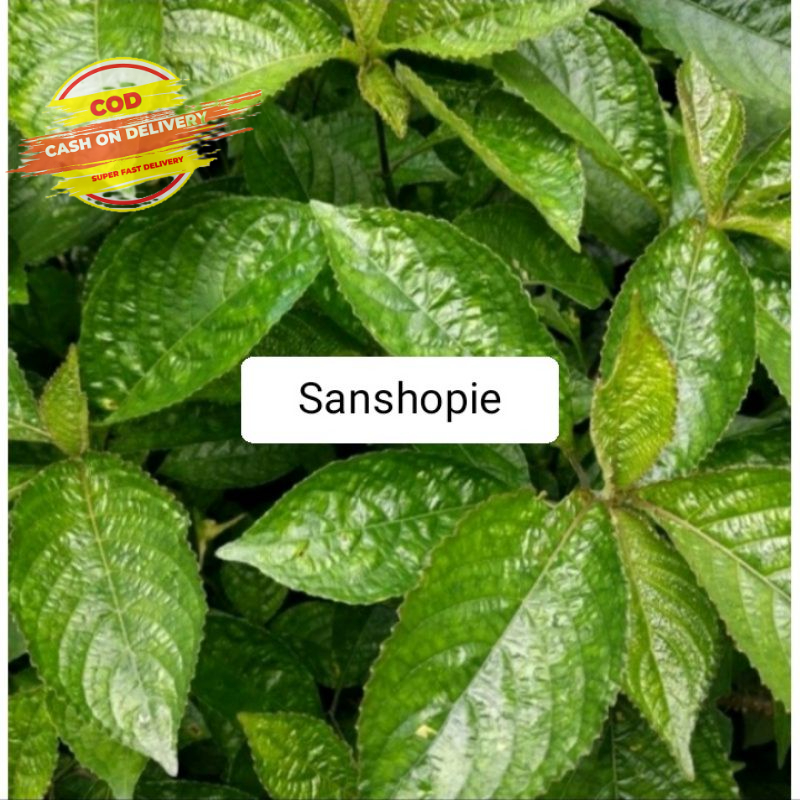 

Keji beling atau daun pecah beling kibeling segar 500 gram