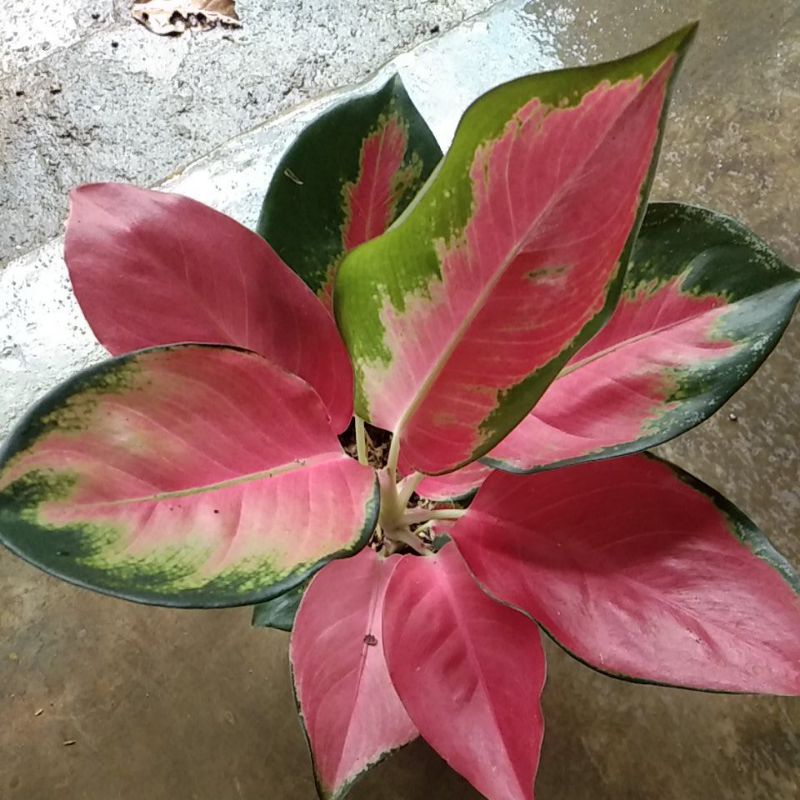 Aglonema Red majesty