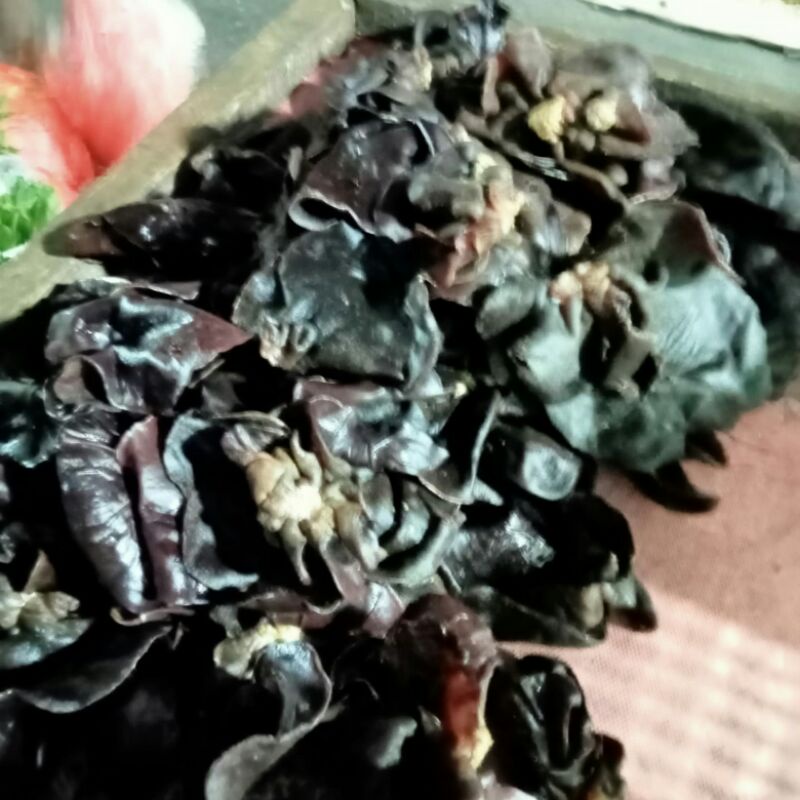 

Harga Pedagang!! Jamur Kuping