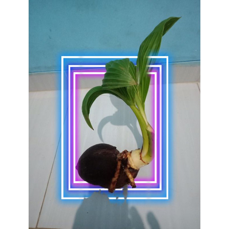 bonsai kelapa setengah jadi