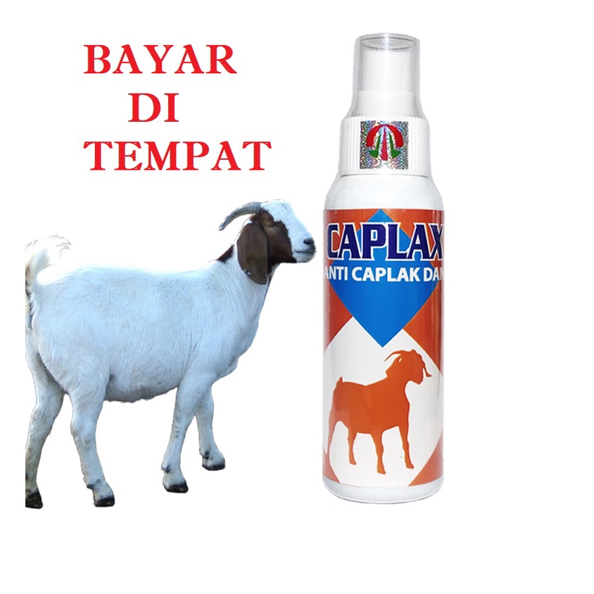 CAPLAX KAMBING - OBAT KUTU KAMBING PEMBASMI PARASIT TUNGAU AMPUH