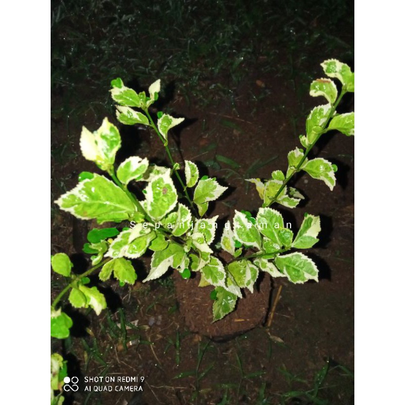 Tanaman teh tehan varigata - tanaman pagar