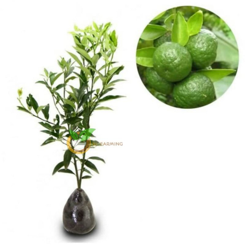 BIBIT JERUK LIMAU JERUK LIMAU SUPER